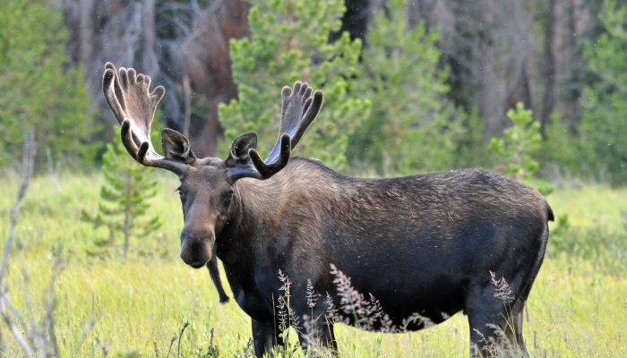Video: There’s a moose loose aboot this hoose