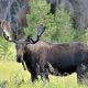 Video: There’s a moose loose aboot this hoose